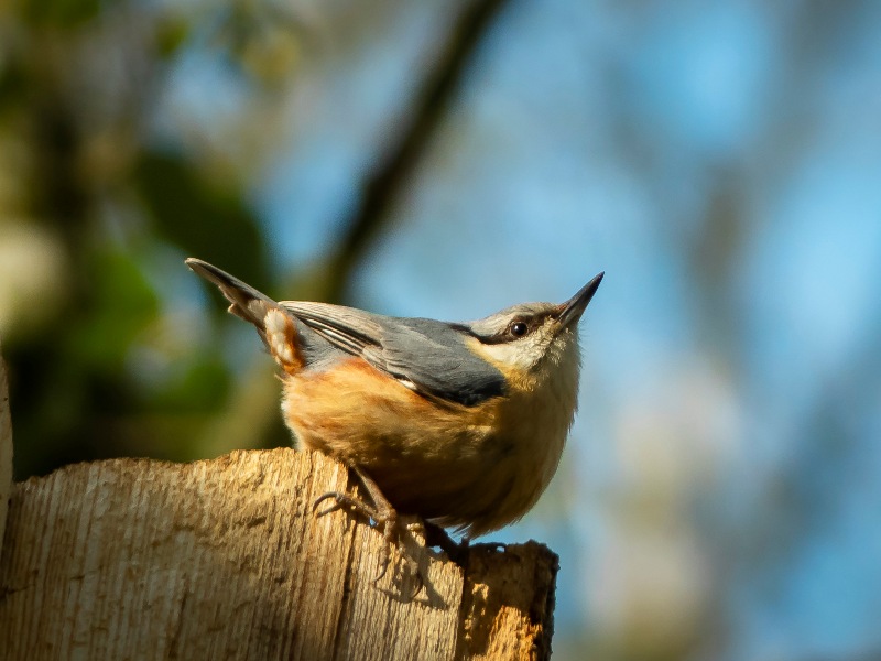 Un oiseau sur un arbre